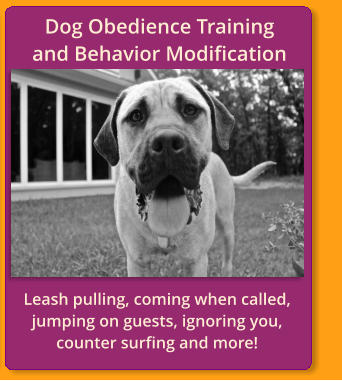 Leash pulling, coming when called, jumping on guests, ignoring you, counter surfing and more! Dog Obedience Training              and Behavior Modification