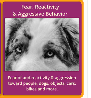 Fear, Reactivity                         & Aggressive Behavior Fear of and reactivity & aggression toward people, dogs, objects, cars, bikes and more.