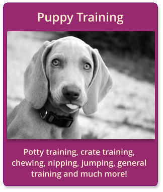 Potty training, crate training, chewing, nipping, jumping, general training and much more! Puppy Training