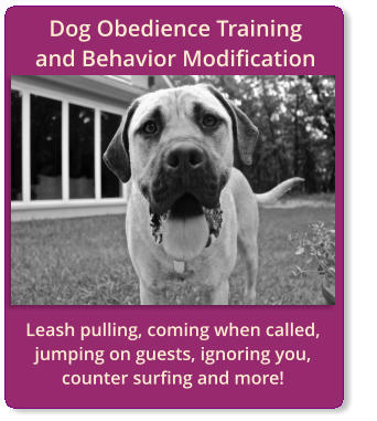 Leash pulling, coming when called, jumping on guests, ignoring you, counter surfing and more! Dog Obedience Training              and Behavior Modification